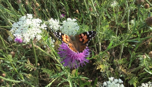 Bloeiende berm met Wilde peen, Knoopkruid en Distelvlinder