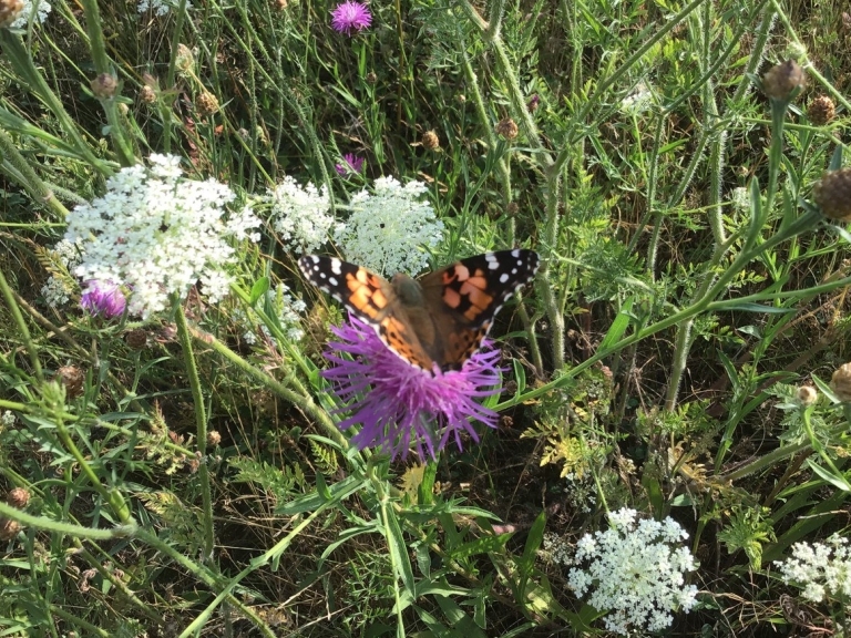 Bloeiende berm met Wilde peen, Knoopkruid en Distelvlinder