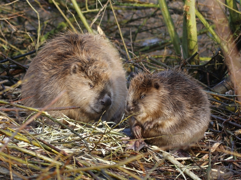 Bever Native Bever, thuis in de Delta - Hollandse Delta