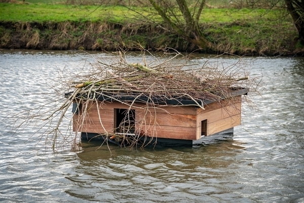 Vluchtplaats voor bevers bij hoog water. (Foto van Maikel Samuels voor het Waterschap Aa en Maas.)