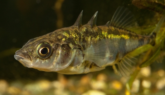 Driedoornige stekelbaars foto R Grimm toestemming via Theo Schuurmans