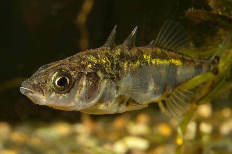 Driedoornige stekelbaars foto R Grimm toestemming via Theo Schuurmans